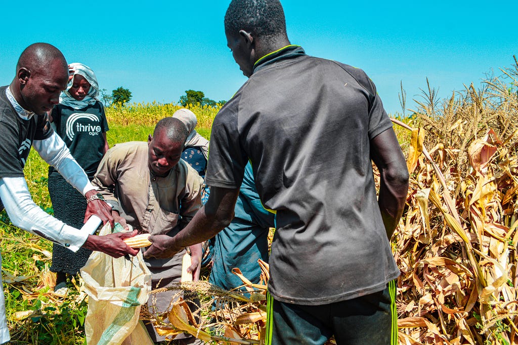 Thrive Agric farmers harvesting maize cobs in Kankara, Katsina State.