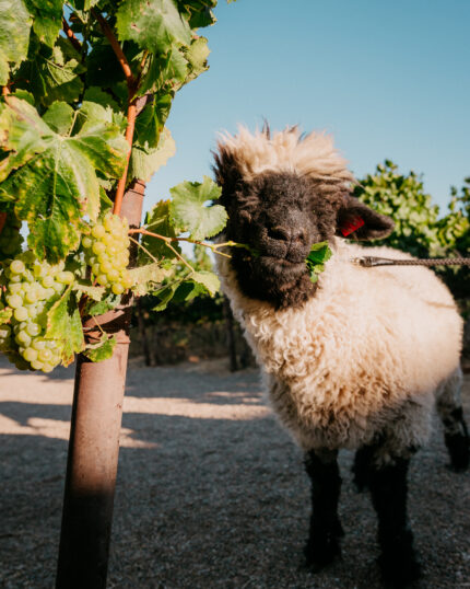 Ram’s Gate Winery: Where Sonoma’s Gateway, Science, and Storytelling Converge