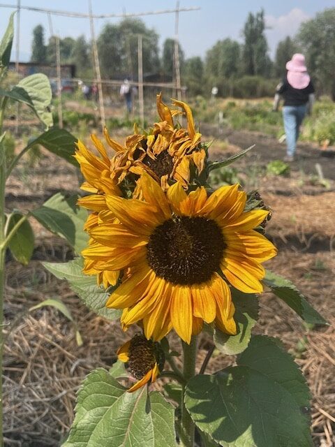 Chinampa with sunflower