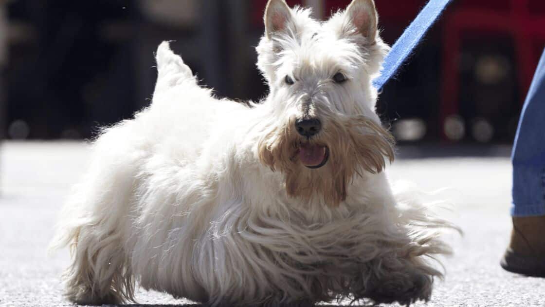 Affenpinscher dog breed