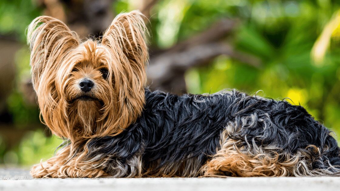Affenpinscher dog breed