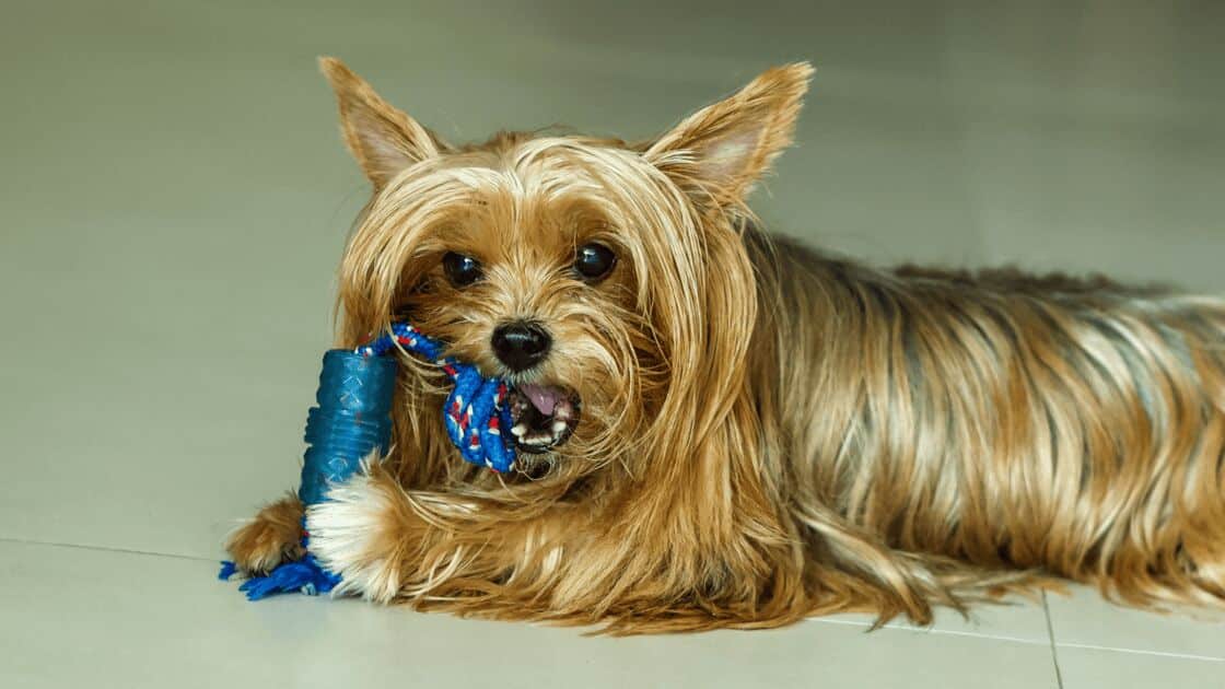 Affenpinscher Dog Breed