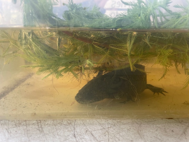 Axolotl salamander Martha 2025 SECOLAS conference