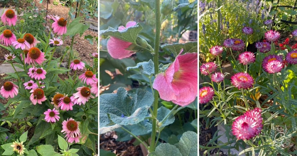 Arizona Garden in June