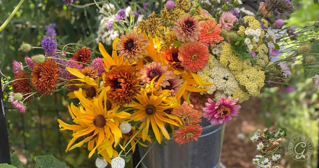 Arizona Garden in June
