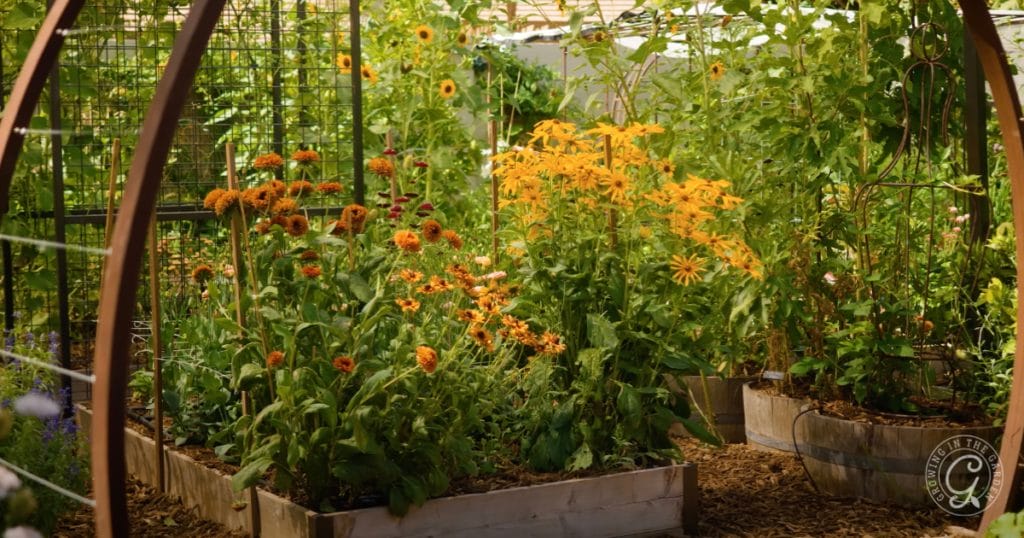 Arizona Garden in June
