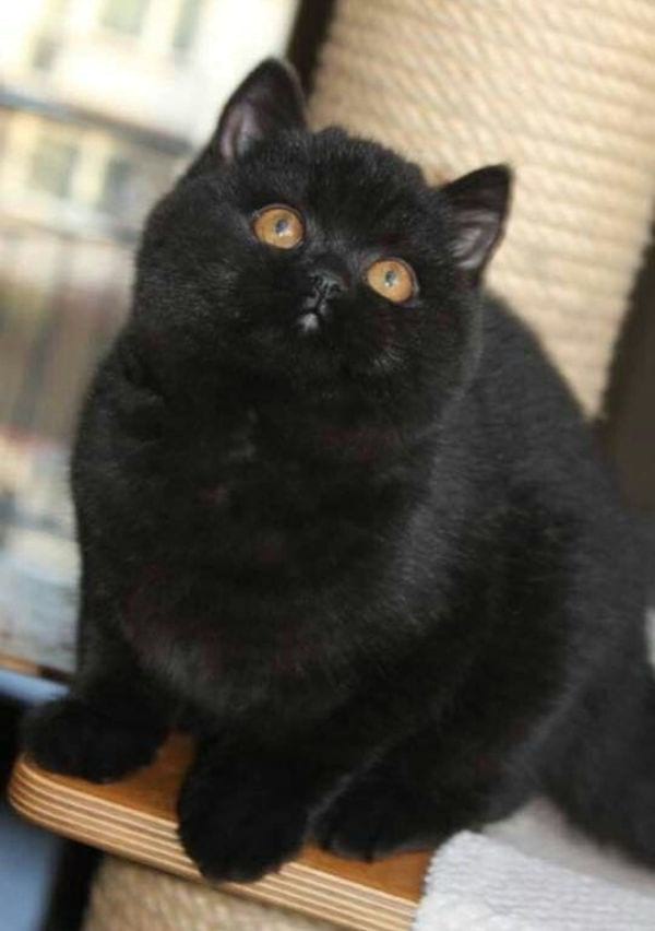 Black British Shorthair