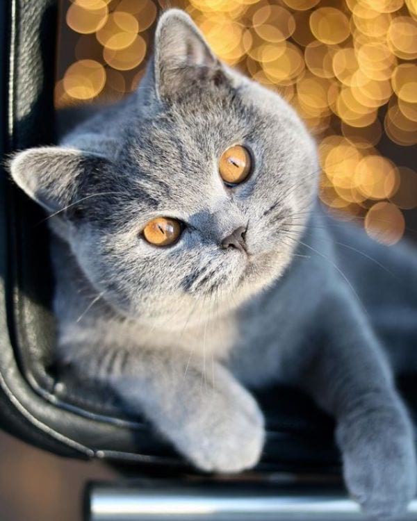 British Blue