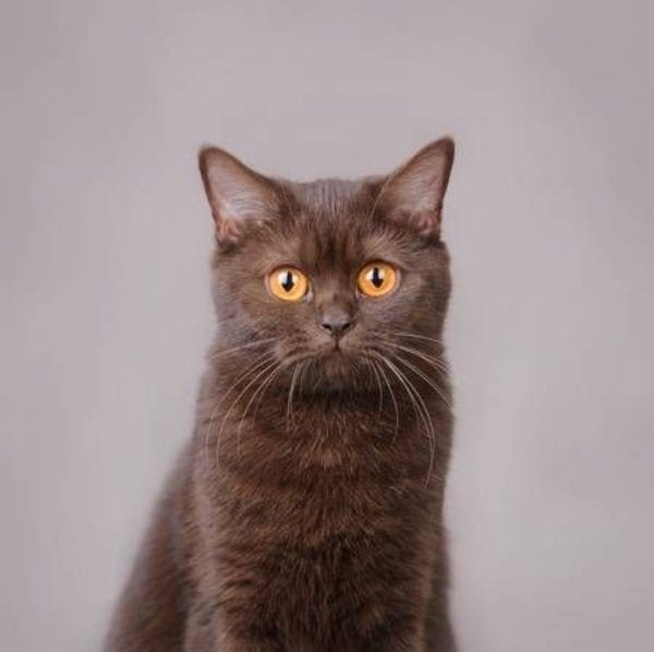 British Shorthair Chocolate
