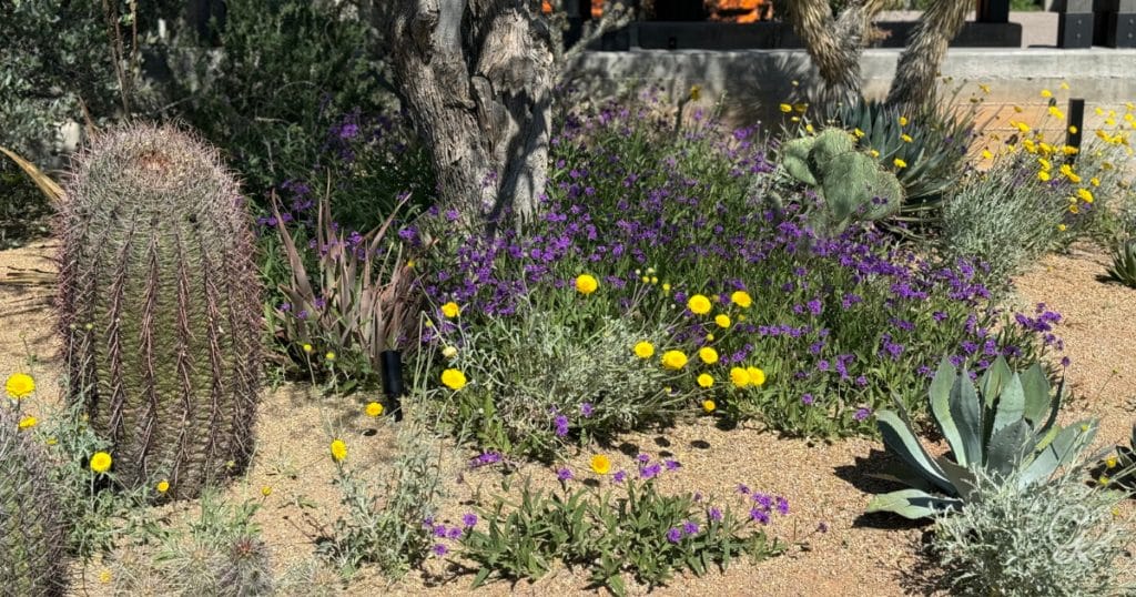 Desert Landscaping
