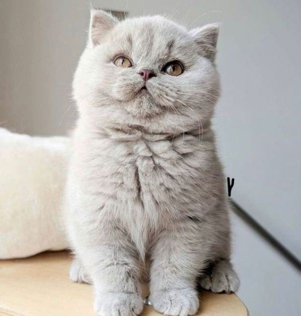 Fawn British Shorthair