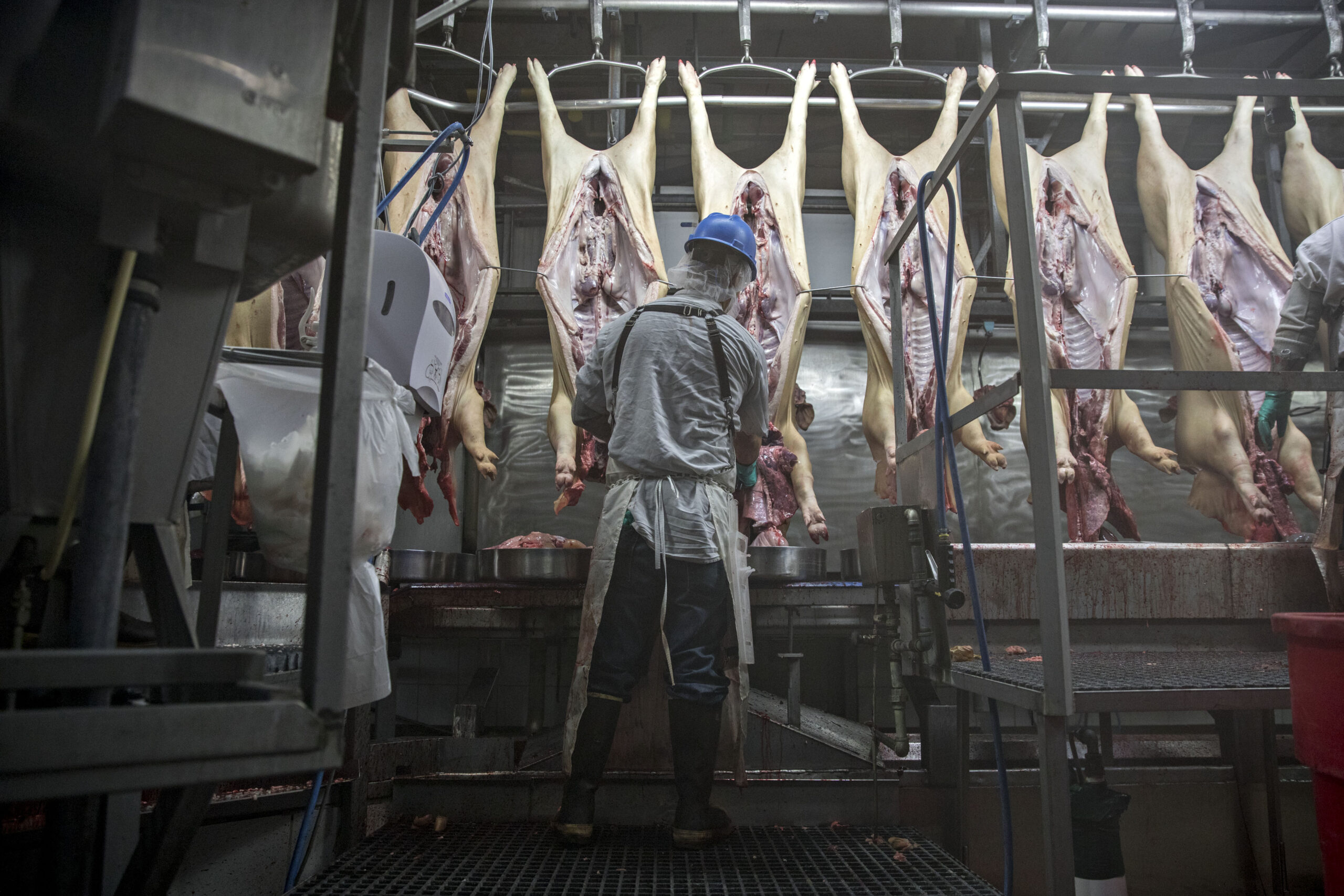 A person stands with their back to the camera, in front of them is a line of hanging pig carcasses.