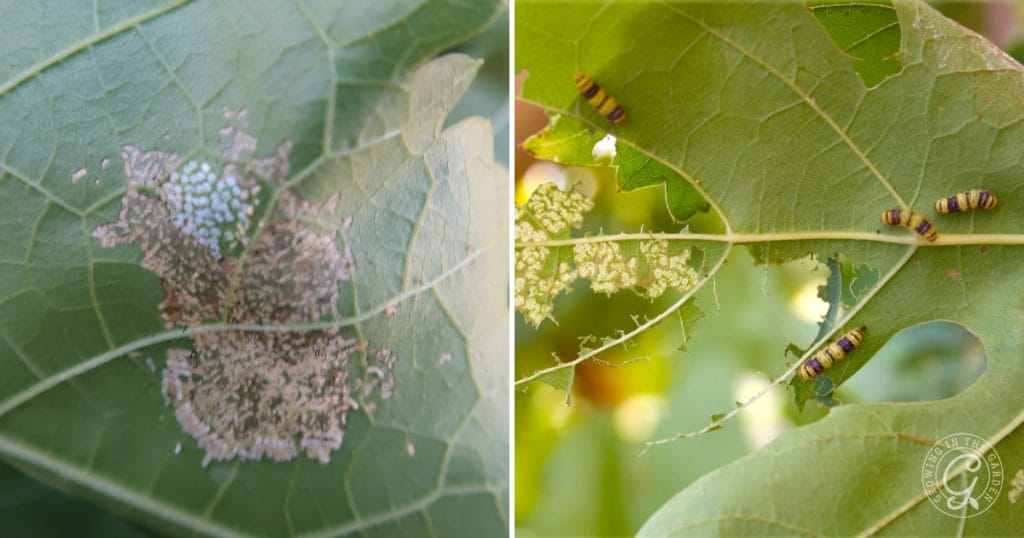 Grape leaf skeletonizer