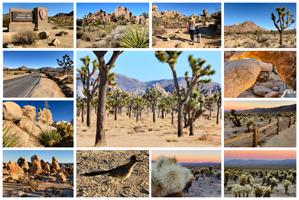 Joshua Tree with kids