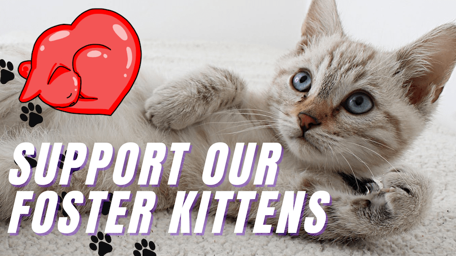 Join Our Feline Family: Making a Difference, One Paw at a Time – 2024 Kitten Season Fundraiser