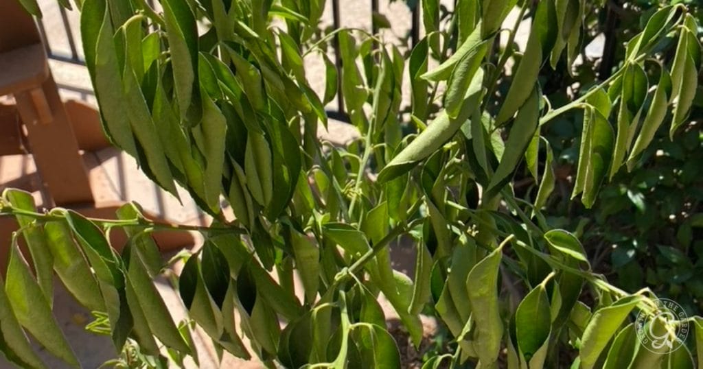 Leaf Curling From Water Stress