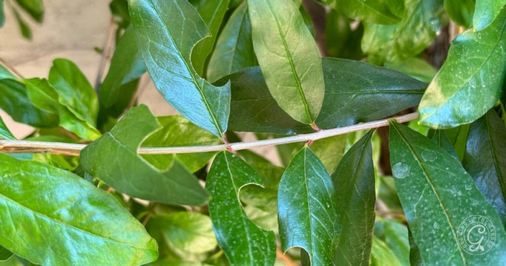 Leaf Cutter Bee Damage