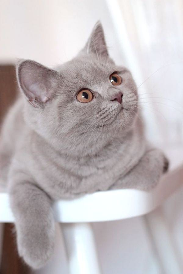 Lilac Cat
