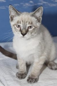 Lynx Point Siamese