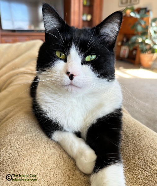 close up of black and white cat with eyes open