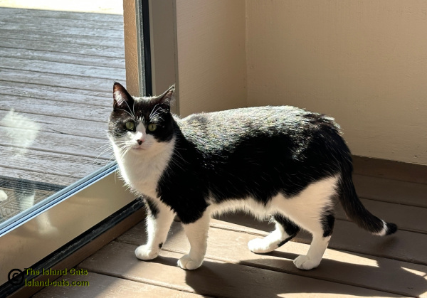 black and white cat in sun