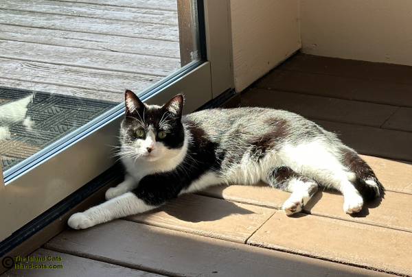 black and white cat lying in a sun puddle