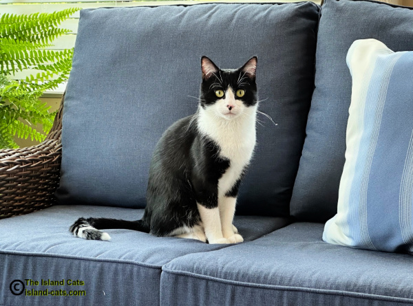 black and white cat sitting on couch