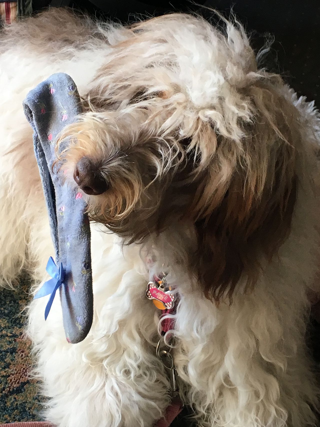 Dog holding a slipper in its mouth