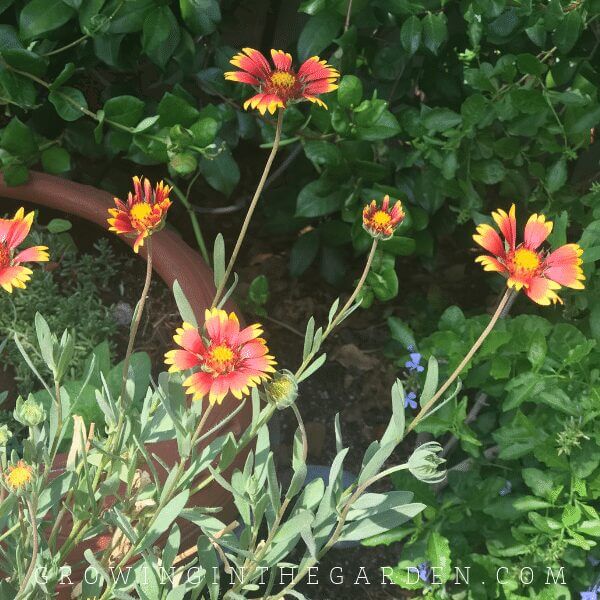 Gallardia flower in Arizona garden