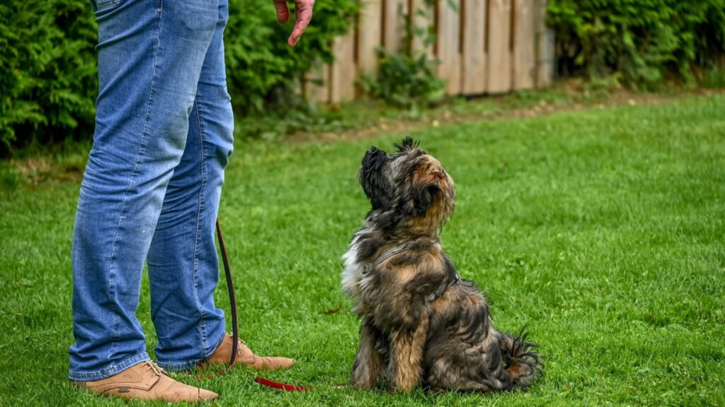Dog Behavior Specialist in Kansas City