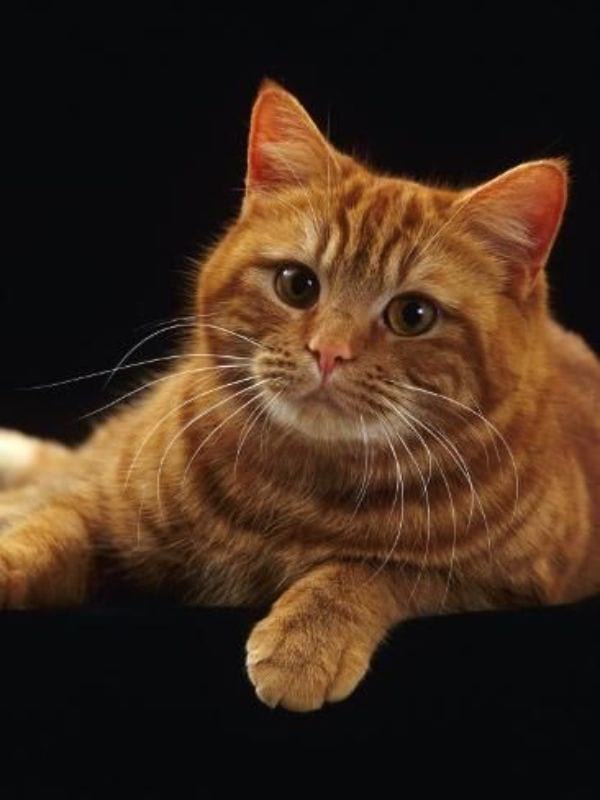 Red (Ginger)