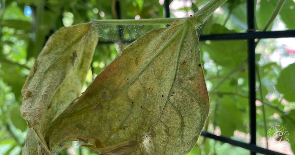 Spider Mites
