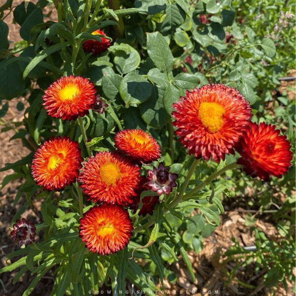 Strawflower