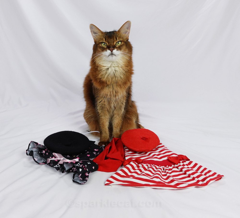 Summer mixes and matches a couple of her cat berets with two of her rarely seen dresses. Let's see how well a cat can accessorize!