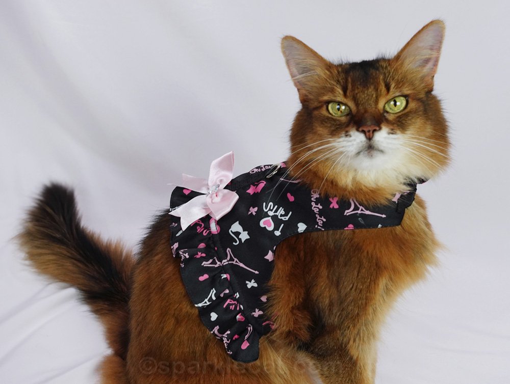 Somali cat wearing a Paris themed harness dress
