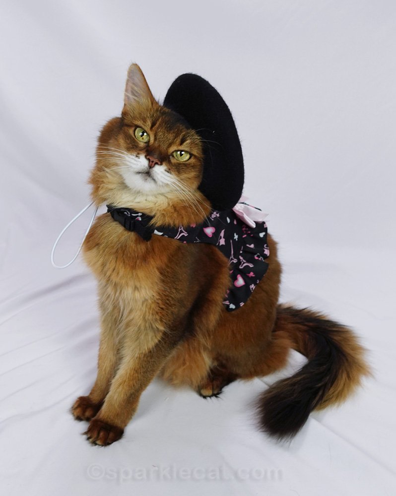 Somali cat posing with cat beret and French themed harness dress