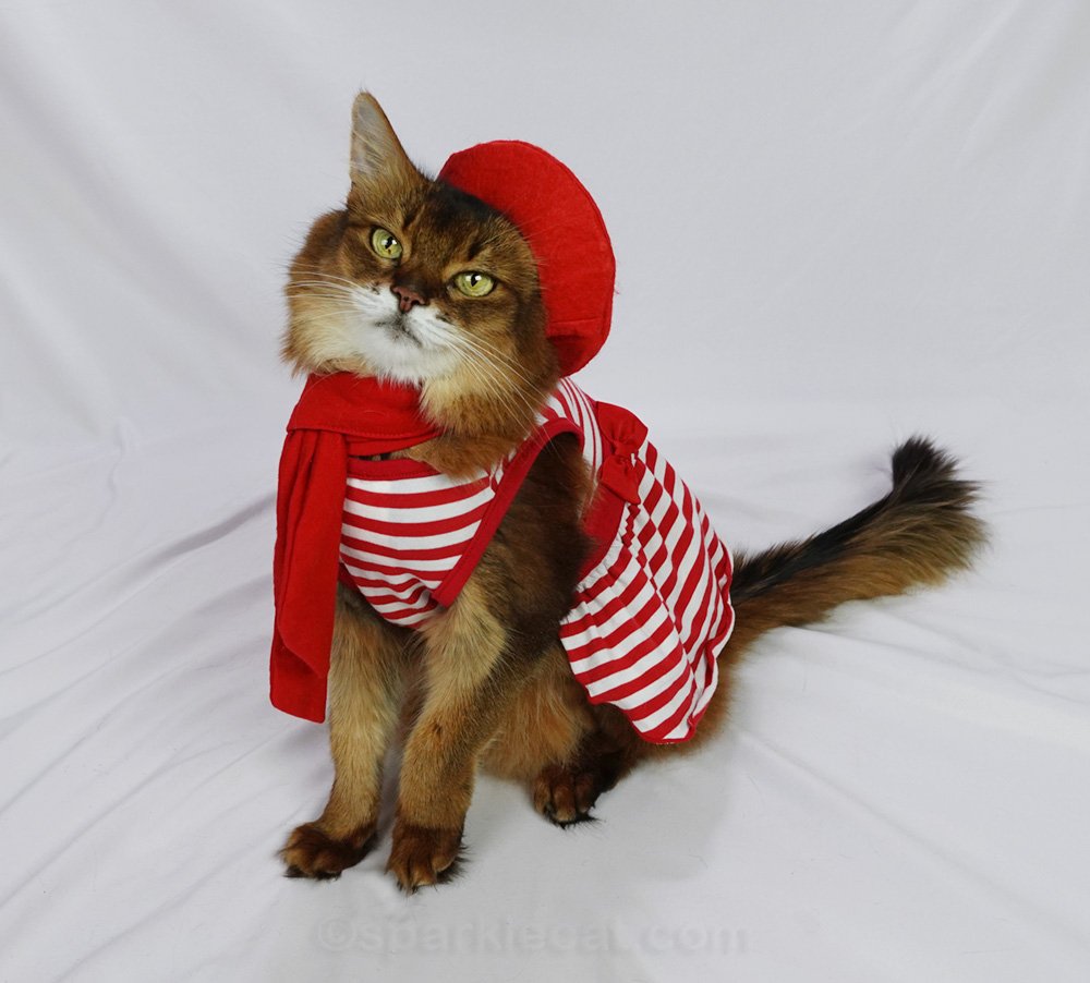 Somali cat wearing her red beret with her red scarf and red striped dress