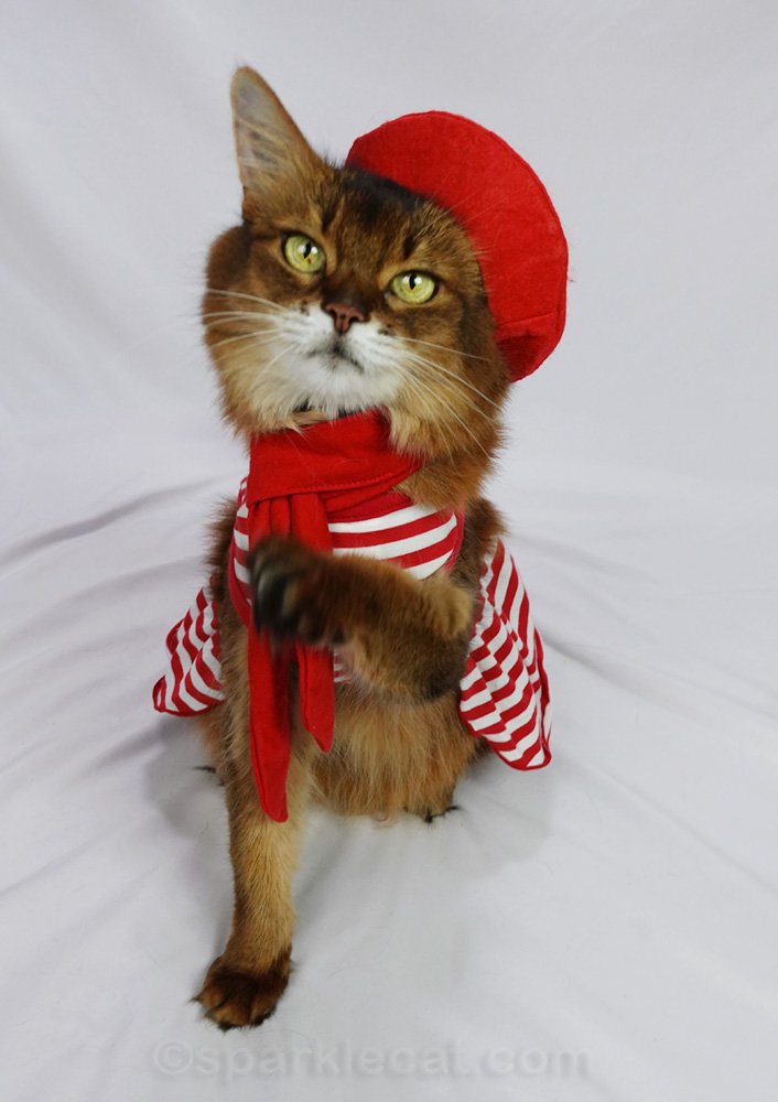 Somali cat in her red beret outfit with paw raised