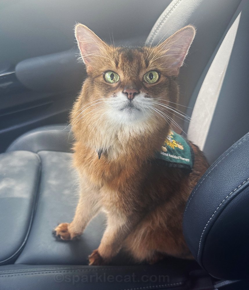 Summer has a therapy cat visit at the children's hospital, and focuses on quality time with her patients.