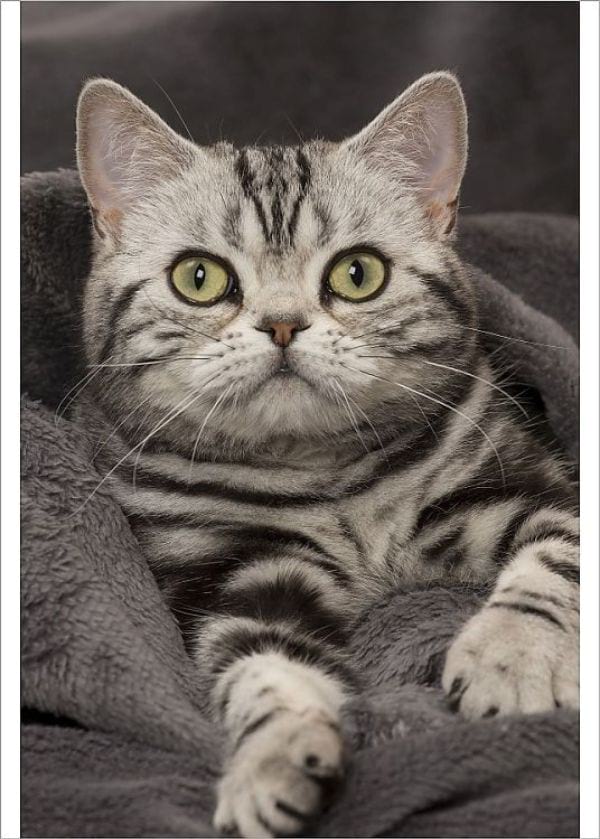 Tabby Colors