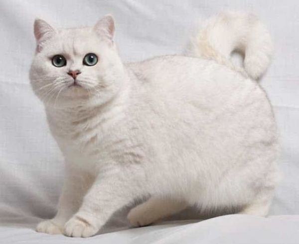 White British Shorthair