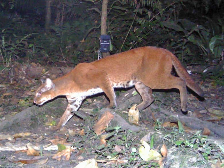 african golden cat photo