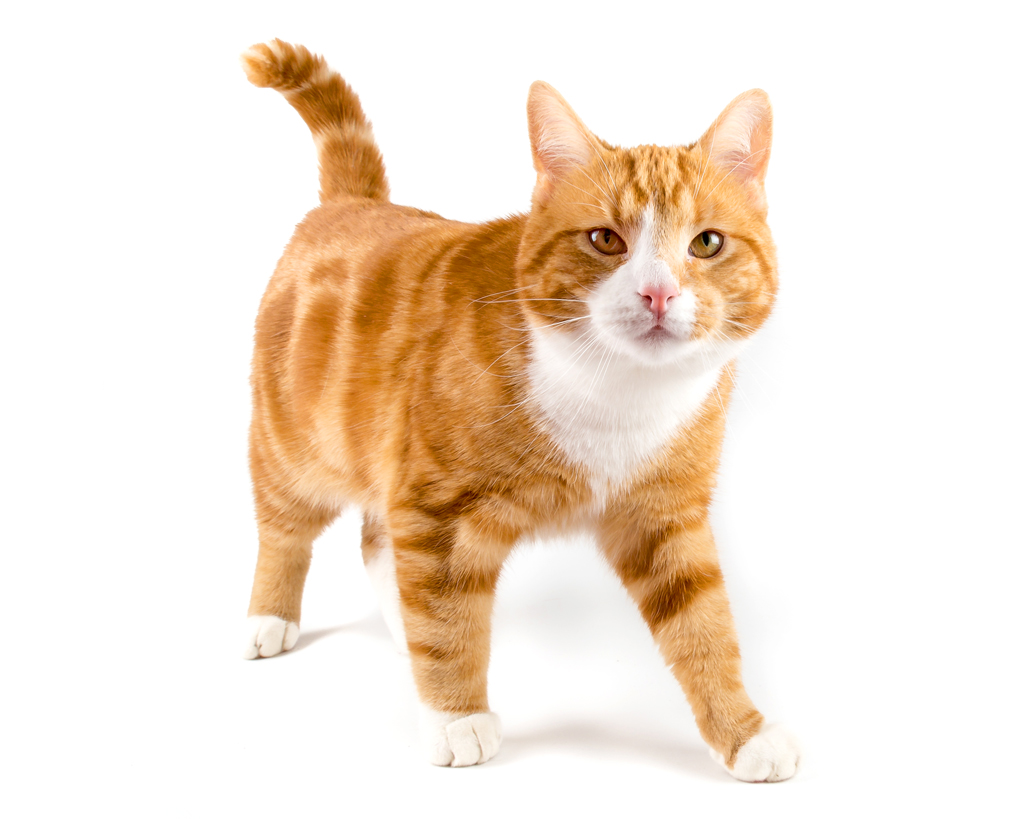 orange tabby cat
