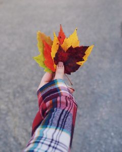 Seasonal Leaves