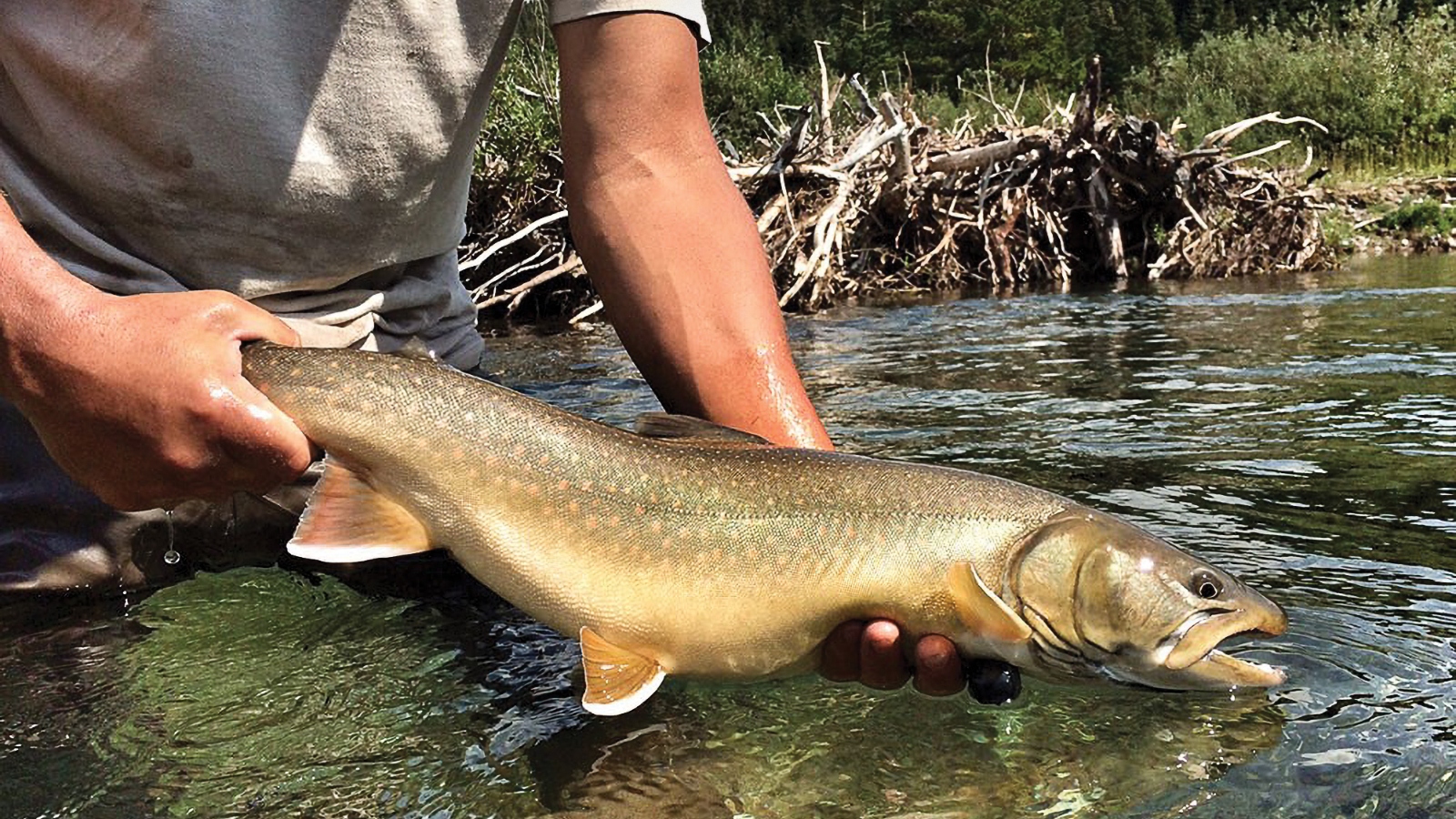 In a stream, a man holds a yellowish coppery fish that's about a foot long