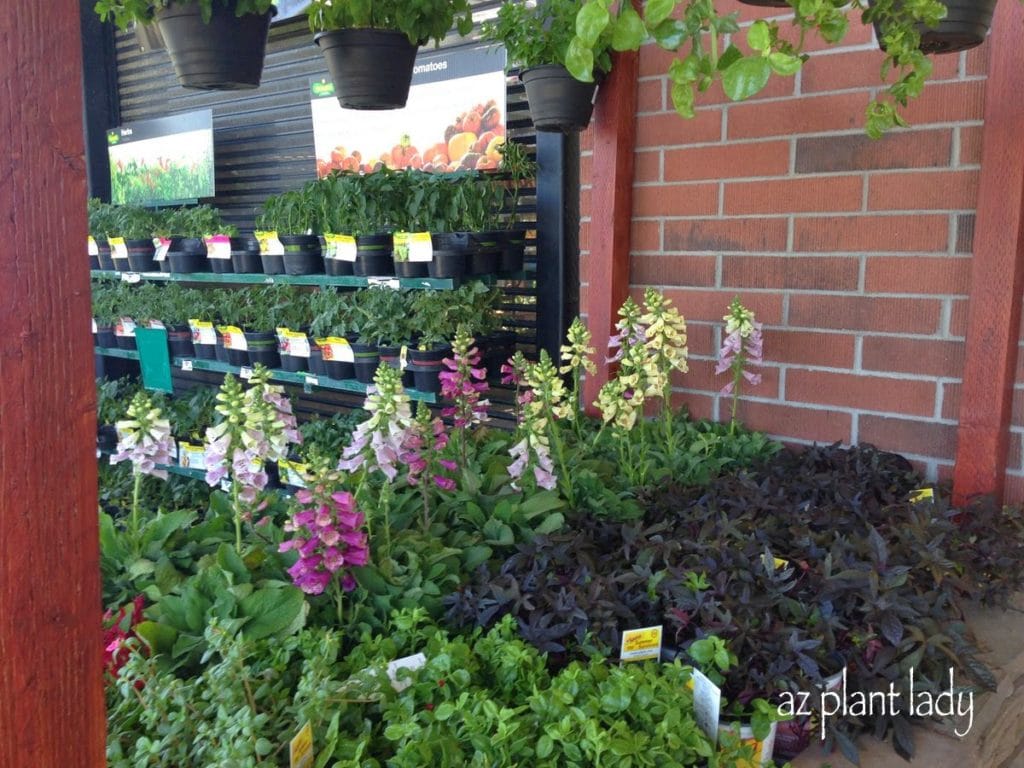 Foxglove for sale in front of an Arizona big box store nursery. This lovely perennial is not the easiest plant to grow in the desert garden.