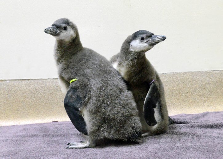 Humboldt penguin chicks at Brookfield Zoo in Chicago