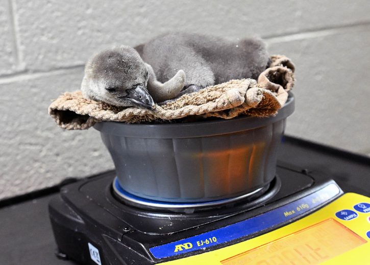 Humboldt penguin chick being weighed