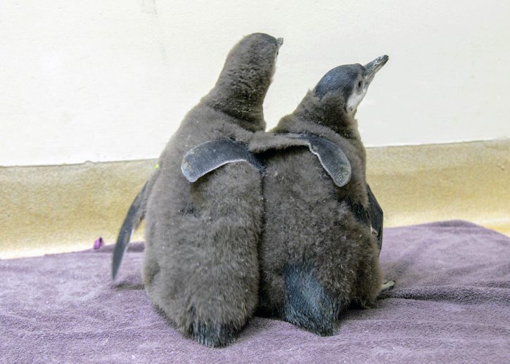 Humboldt penguin chicks