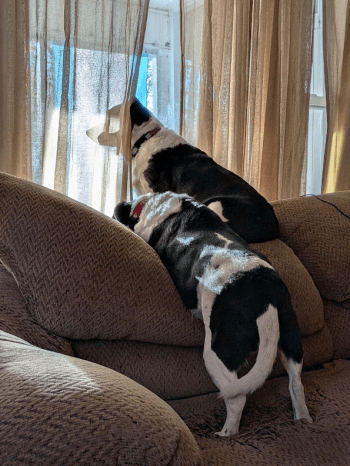 Hank (left) and Dean (right) look out the front window of our house while on the couch. They are black-and-white smaller sized mixed breed dogs.